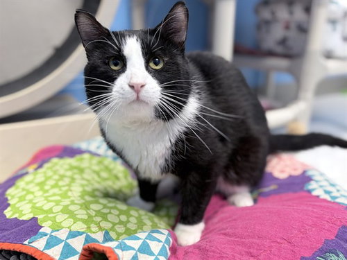 PAXON, Adult Domestic Short Hair (short coat), cat for adoption in Des Moines, Iowa