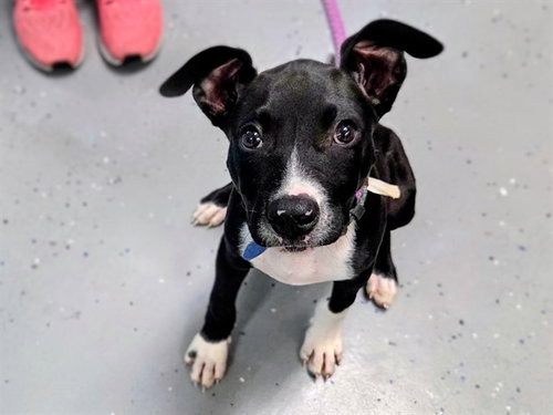 PHILLIP, an adoptable Black Mouth Cur in Ames, IA