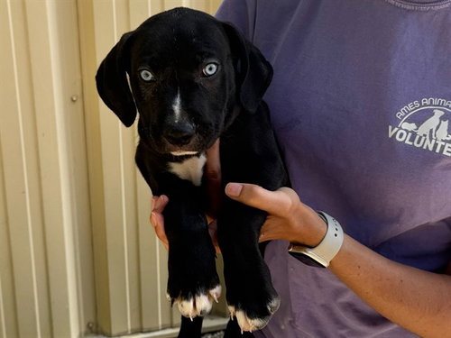 ALEXANDER, an adoptable Black Mouth Cur in Ames, IA