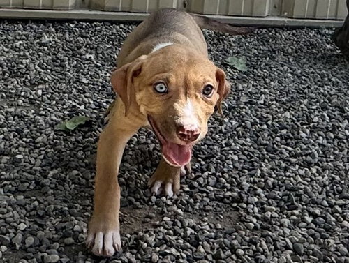 THEODOSIA, an adoptable Black Mouth Cur in Ames, IA