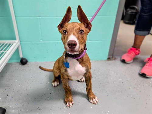 BURR, an adoptable Black Mouth Cur in Ames, IA