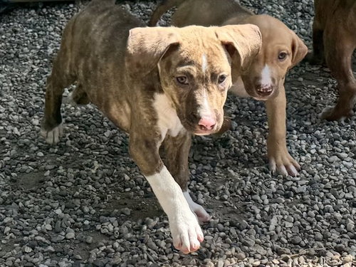 PEGGY, an adoptable Black Mouth Cur in Ames, IA