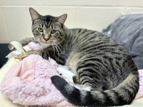 HULK, Young Domestic Short Hair (short coat), cat for adoption in Urbandale, Iowa