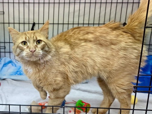 YORRICH, an adoptable Domestic Long Hair in Ames, IA