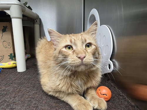YORRICH, Adult Domestic Long Hair (long coat), cat for adoption in Urbandale, Iowa