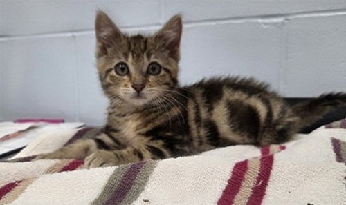 CHARLES, Baby Bengal / Domestic Short Hair / Mixed (short coat), cat for adoption in Urbandale, Iowa