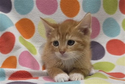 MORTADELLA, Baby Domestic Short Hair (short coat), cat for adoption in Urbandale, Iowa