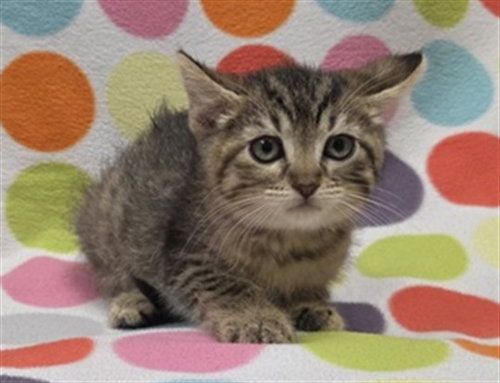 JAMON, an adoptable Domestic Short Hair in Ames, IA