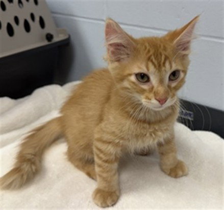 BRONX, an adoptable Domestic Medium Hair in Ames, IA