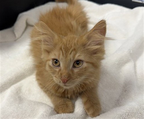 COOPER, an adoptable Domestic Medium Hair in Ames, IA