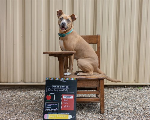 picture of the dog needing adoption