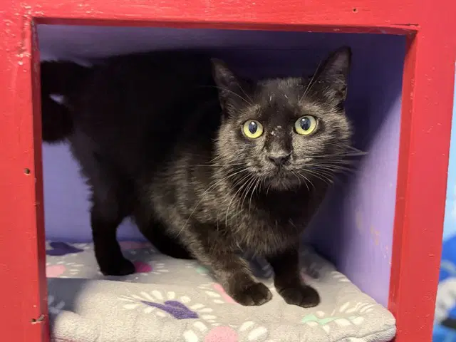 Lil Bit - Domestic Short Hair