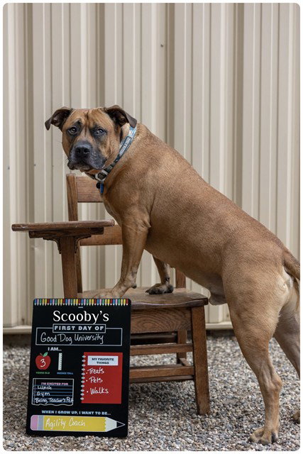 picture of the dog needing adoption