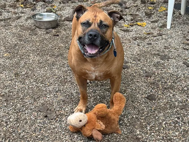 Scooby - Mastiff