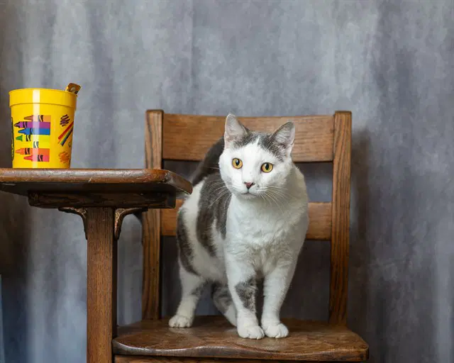 Miso - Domestic Short Hair