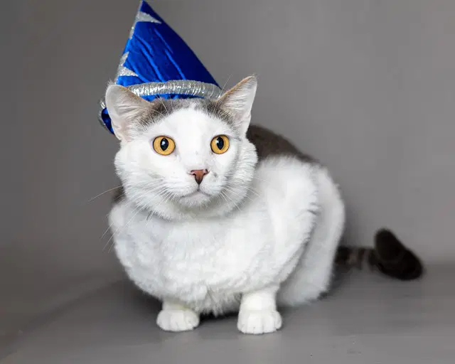 Miso - Domestic Short Hair