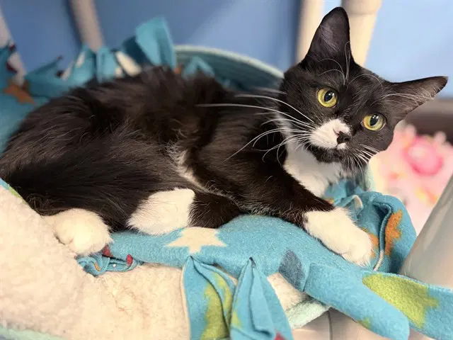 Sushi - Domestic Medium Hair