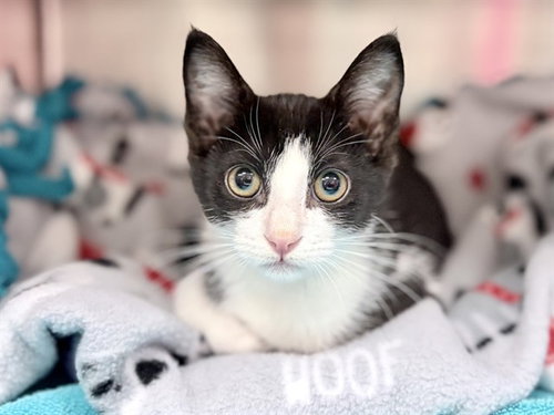 picture of the cat needing adoption