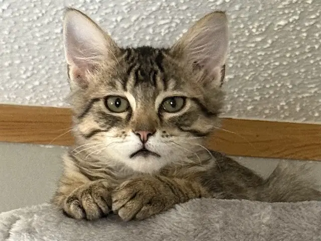 Beau - Domestic Medium Hair