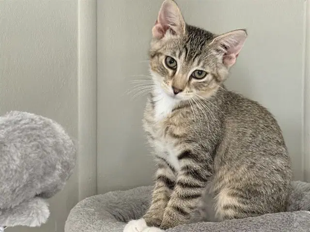 Shelby - Domestic Short Hair