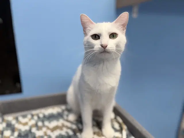 Whitey - Domestic Short Hair