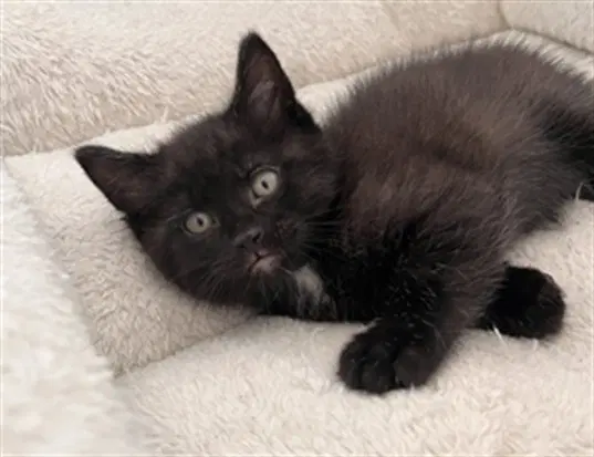 Chickpea - Domestic Short Hair