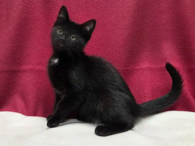 Scooter - Domestic Short Hair