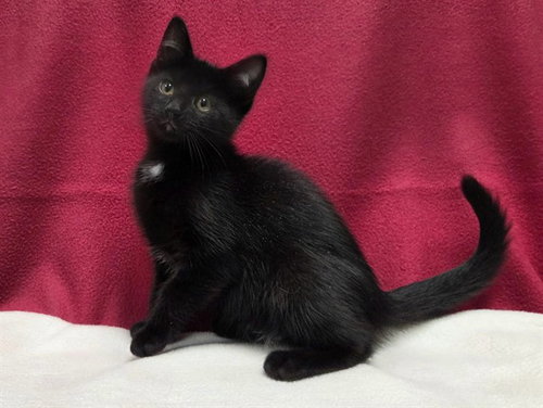 picture of the cat needing adoption