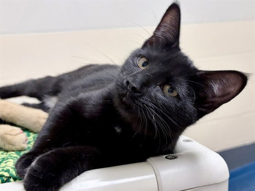 picture of the cat needing adoption