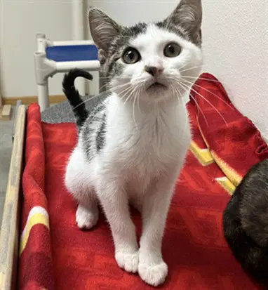 Juliet - Domestic Short Hair