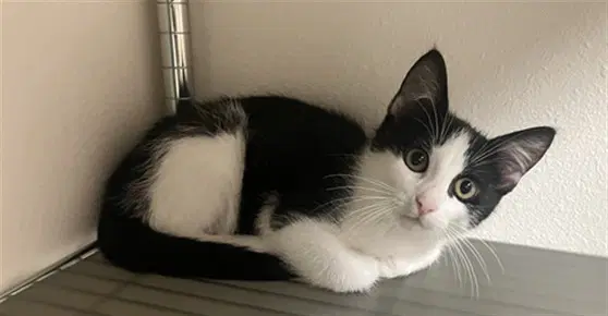 Erik - Domestic Short Hair