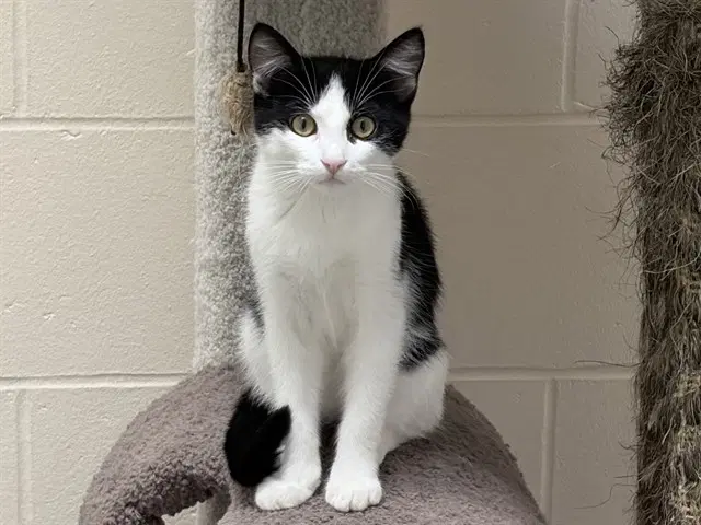 Erik - Domestic Short Hair