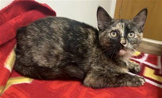 Ariel - Domestic Short Hair