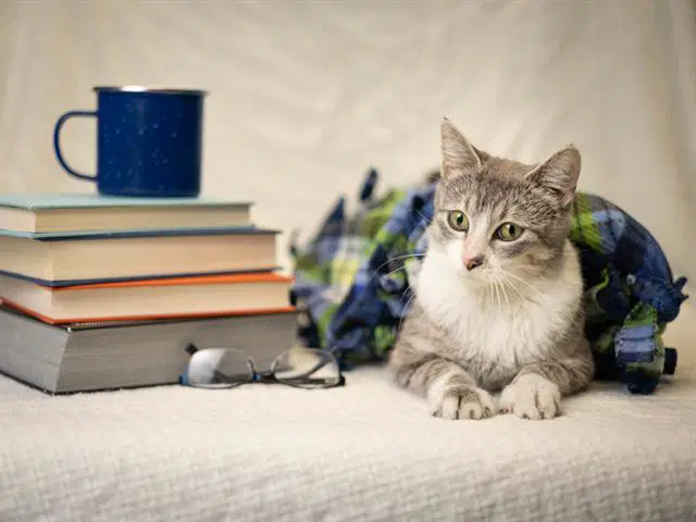Abbey - Domestic Short Hair