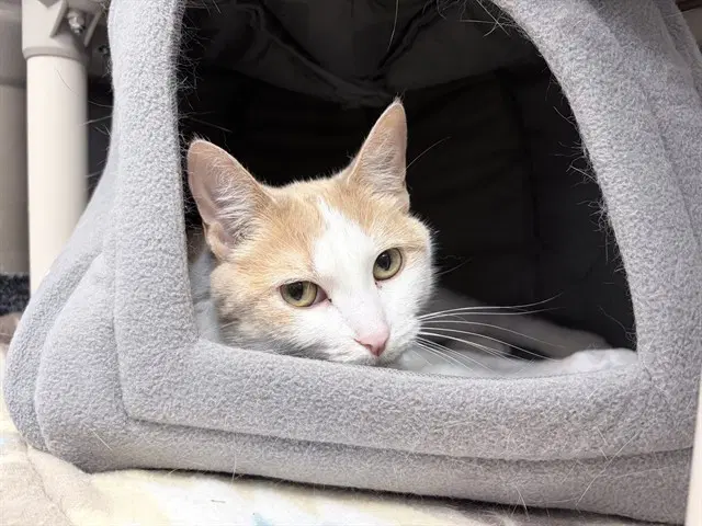 Toffee - Domestic Short Hair
