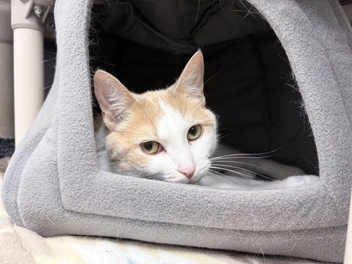 picture of the cat needing adoption