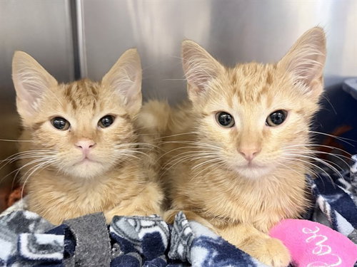 picture of the cat needing adoption