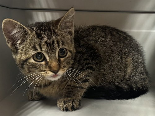 picture of the cat needing adoption