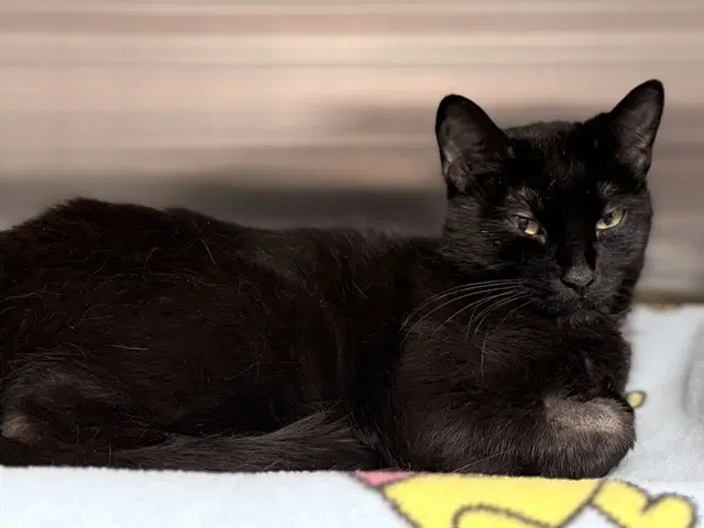 Applin - Domestic Short Hair