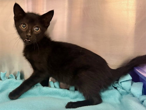 picture of the cat needing adoption