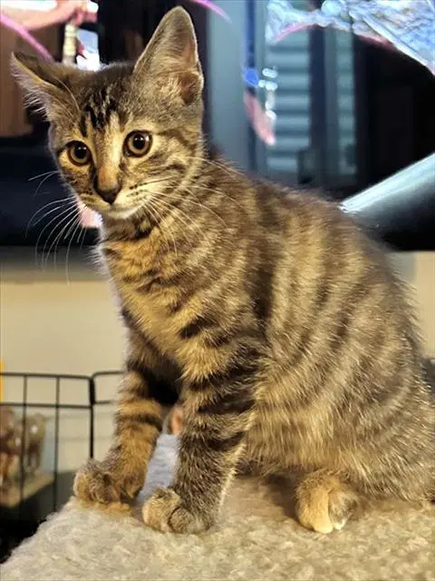 Abigail - Domestic Short Hair