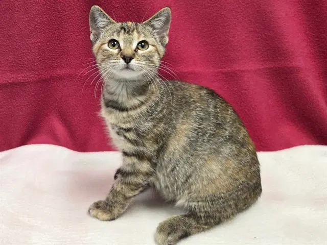Athena - Domestic Short Hair