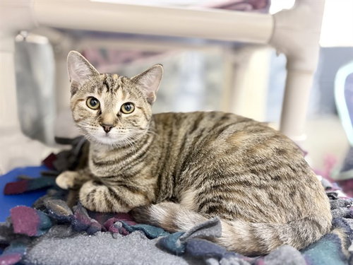 picture of the cat needing adoption
