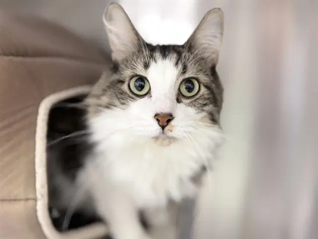 Gus - Domestic Long Hair