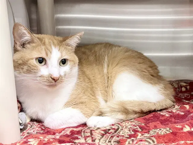 Pixie - Domestic Short Hair