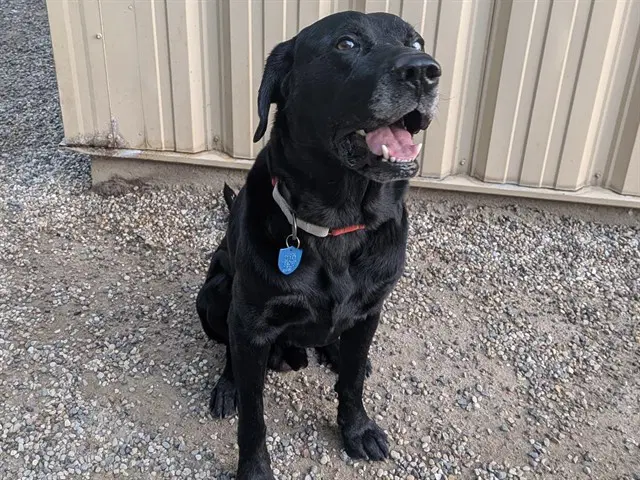 Allen - Labrador Retriever