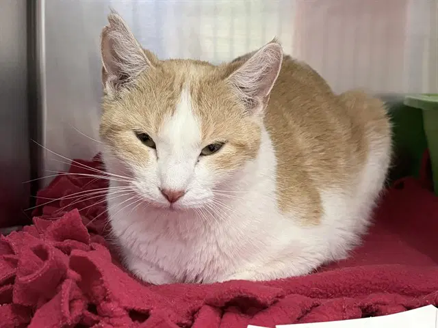 Small Fry - Domestic Short Hair