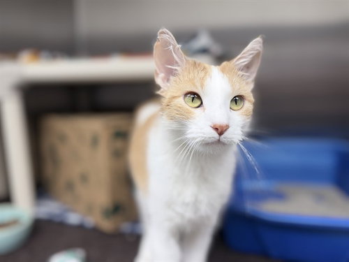 picture of the cat needing adoption