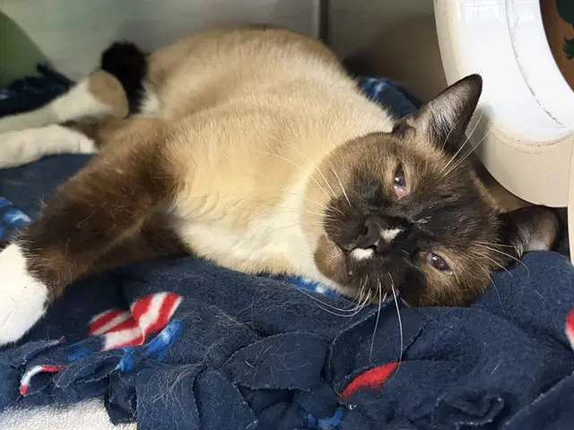 Carleton - Siamese