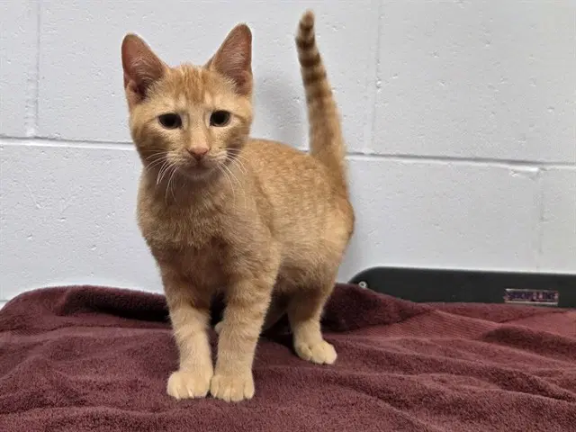 Doug - Domestic Short Hair